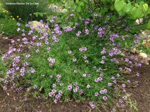 Verbena lilacina 'De La Cina'